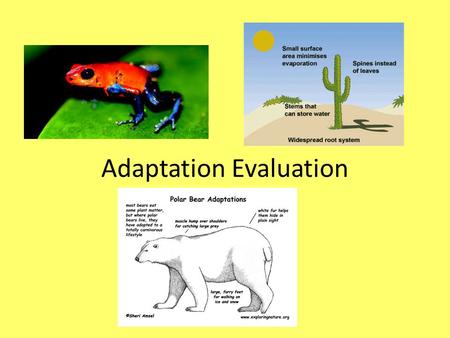 Adaptation Evaluation