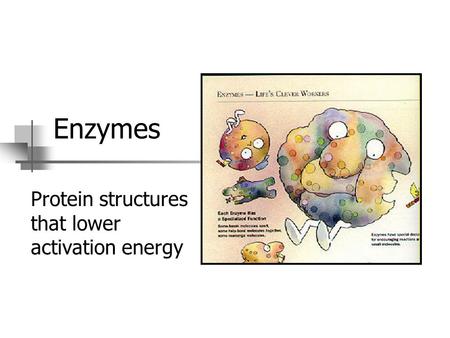 Enzymes Protein structures that lower activation energy.