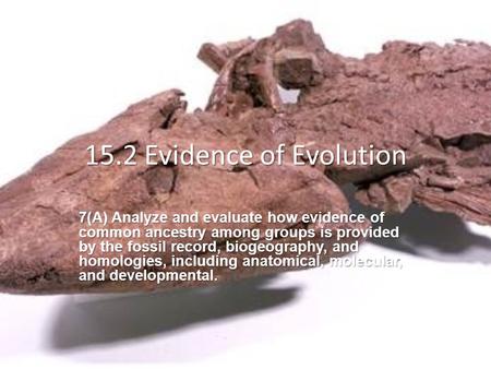 15.2 Evidence of Evolution 7(A) Analyze and evaluate how evidence of common ancestry among groups is provided by the fossil record, biogeography, and homologies,