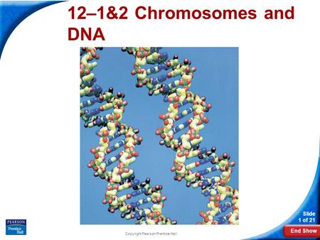 End Show Slide 1 of 21 Copyright Pearson Prentice Hall 12-2 Chromosomes and DNA Replication 12–1&2 Chromosomes and DNA.
