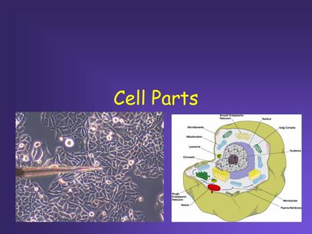 Cell Parts. - Cell membrane - Controls what enters and leaves cell Shipping/Receiving Department.