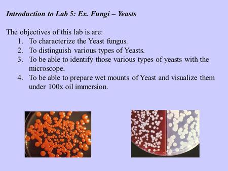 Introduction to Lab 5: Ex. Fungi – Yeasts