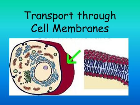 Transport through Cell Membranes. Cell Transport Cells use several methods of moving substances across the cell membrane. Sometimes they must acquire.