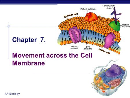 AP Biology 2005-2006 Chapter 7. Movement across the Cell Membrane.