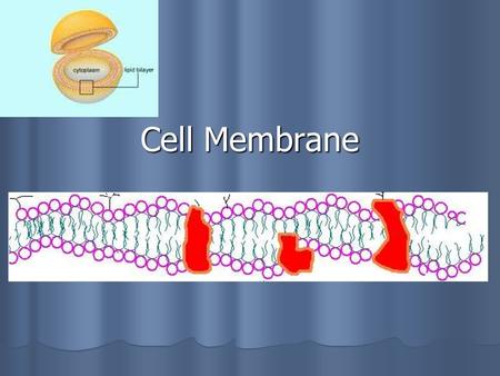 Cell Membrane. Cell membrane A gateway and a barrier for the cell. Controls what enters & exits A gateway and a barrier for the cell. Controls what enters.