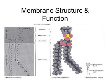 Membrane Structure & Function. Membrane Models 1935-1970 Sandwich Model 1972- Present Fluid-Mosaic Model.