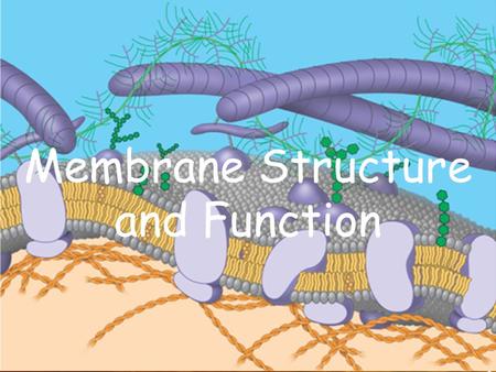 1 Membrane Structure and Function. 2 Plasma Membrane boundary The plasma membrane is the boundary that separates the living cell from its nonliving surroundings.