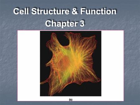 Cell Structure & Function Chapter 3 Cell Structure & Function Chapter 3.