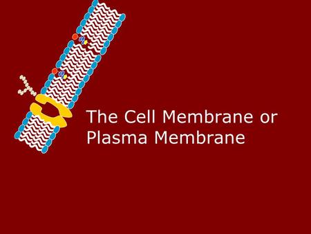 The Cell Membrane or Plasma Membrane. Homeostasis – Maintaining a Balance The cell/plasma membrane is selectively permeable – it will allow some things.