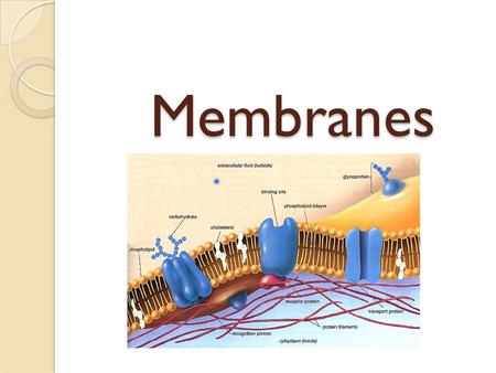 Membranes. Introduction Properties attributed to living organisms (movement, growth, reproduction &metabolism etc) depend on membranes All membranes –