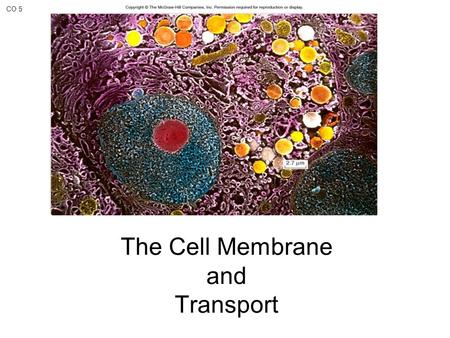 CO 5 The Cell Membrane and Transport. The Plasma Membrane - S.J. Singer proposed the Fluid Mosaic Model to describe the cell membrane The membrane is_________(imagine.