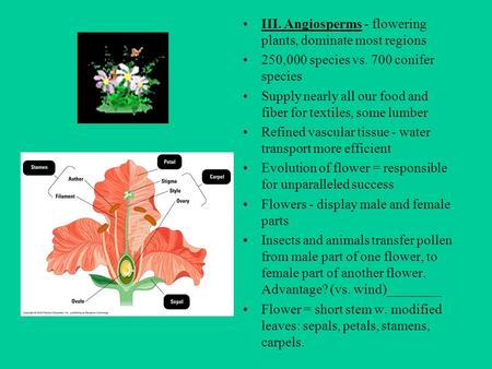 III. Angiosperms - flowering plants, dominate most regions 250,000 species vs. 700 conifer species Supply nearly all our food and fiber for textiles,
