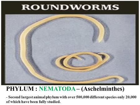 PHYLUM : NEMATODA – (Aschelminthes)