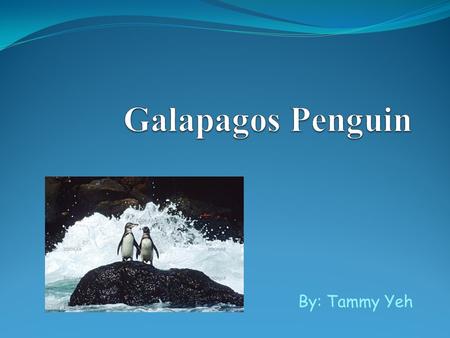 By: Tammy Yeh. 3 facts about Galapagos penguins Galapagos penguins are the third smallest penguins on Earth and the smallest of South American penguins.