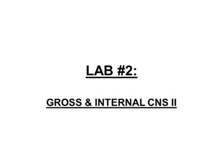 LAB #2: GROSS & INTERNAL CNS II. 5-11 Midrostral Medulla IV Ventricle Tegmentum Periventricular Zone Pyramidal tract Inferior Olive Hypoglossal NucleusVestibular.