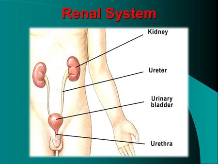 Renal System. Gross structure of the kidneys cortex, medulla (inner and outer zones of outer medulla and papilla or inner medulla), pyramids, renal calyxes.