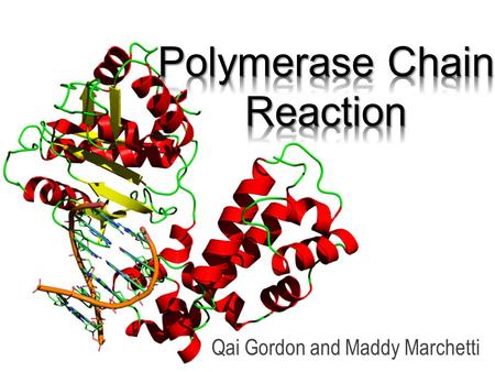 Qai Gordon and Maddy Marchetti. What is Polymerase Chain Reaction? Polymerase Chain Reaction ( PCR ) is a process that amplifies small pieces of DNA to.