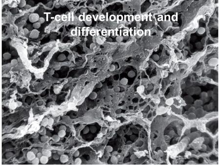 T-cell development and differentiation. T-cell diversity is generated in the thymus The TCR is a recognition unit that looks like an arm of the BCR In.