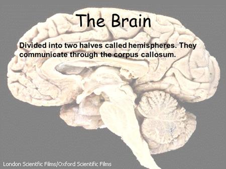 The Brain Divided into two halves called hemispheres. They communicate through the corpus callosum.