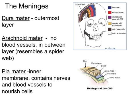 The Meninges Dura mater - outermost layer Arachnoid mater - no blood vessels, in between layer (resembles a spider web) Pia mater -inner membrane, contains.