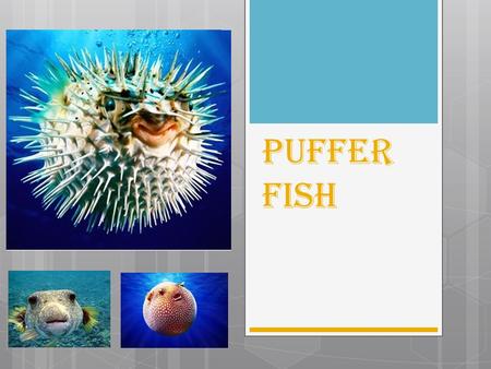 Puffer Fish. About puffer fish  Most puffers are found in tropical and subtropical ocean waters, but some species live in foul and even fresh water.