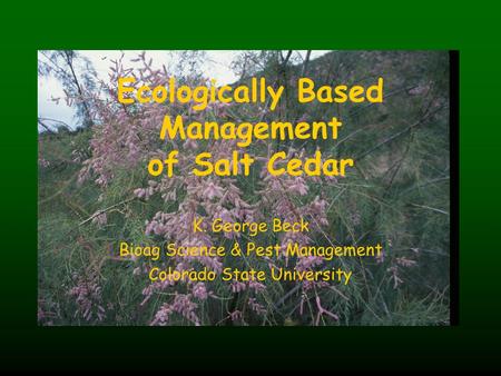Ecologically Based Management of Salt Cedar K. George Beck Bioag Science & Pest Management Colorado State University.