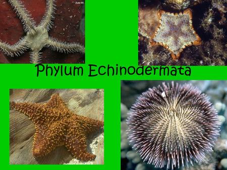 Phylum Echinodermata. What is an echinoderm? PHYLUM ECHINODERMATA Members of this phylum have many unusual characteristics. They move by means of hundreds.