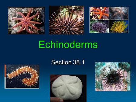 Echinoderms Section 38.1.