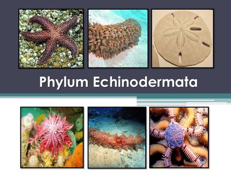 Phylum Echinodermata. The Basics Symmetry ▫ All echinoderms have pentaradial symmetry ▫ BUT… they develop from bilateral larvae  Body Openings ▫ Two,