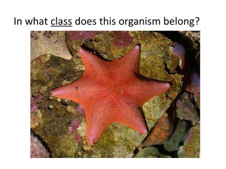 In what class does this organism belong?. Name this organism.