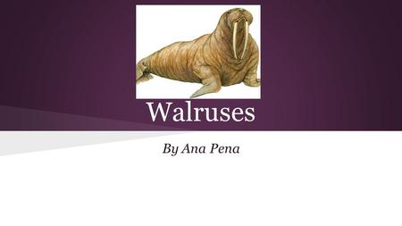 Walruses By Ana Pena. General Characteristics ● They have: o Flippers o A broad head o Short muzzle o Small eyes o Tusks o Whiskers ● They are cinnamon.