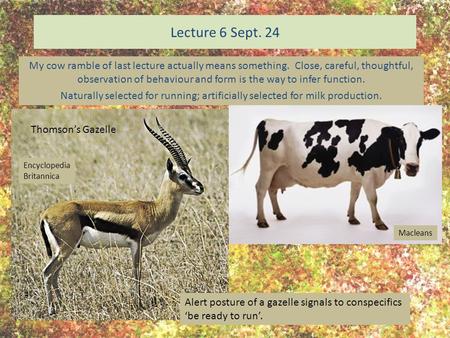 Lecture 6 Sept. 24 My cow ramble of last lecture actually means something. Close, careful, thoughtful, observation of behaviour and form is the way to.