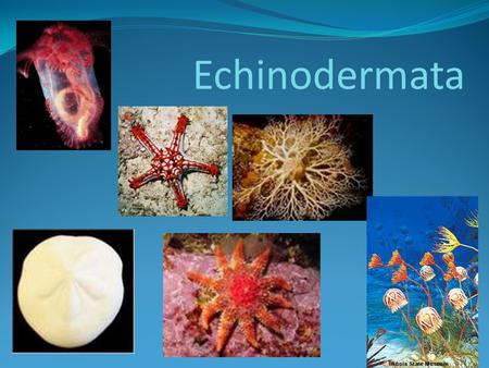 Echinodermata. A phylogeny can help us do lots more than simply study evolutionary history. It also helps us know what traits are shared by different.