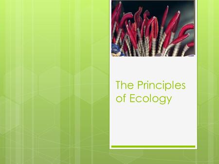 The Principles of Ecology. Ecology  The study of how living things interact with each other and with their environment  By necessity it overlaps with.