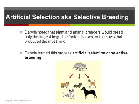 Artificial Selection aka Selective Breeding  Darwin noted that plant and animal breeders would breed only the largest hogs, the fastest horses, or the.