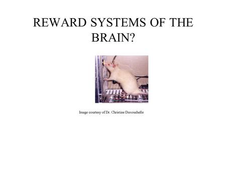REWARD SYSTEMS OF THE BRAIN?. ICSS and brain reward centers? “A series of misinterpretations.” The lateral hypothalamus (LH)/ The reward center?