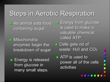 Steps in Aerobic Respiration n An animal eats food containing sugar n Energy from glucose is used to make a valuable chemical called ATP n Mitochondria.