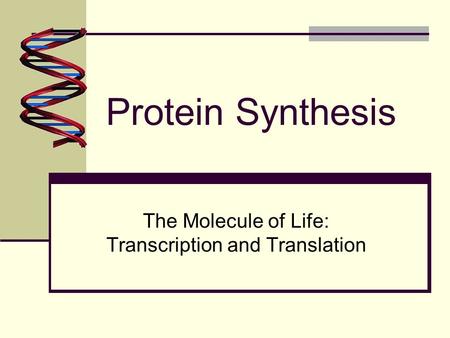 Protein Synthesis The Molecule of Life: Transcription and Translation.