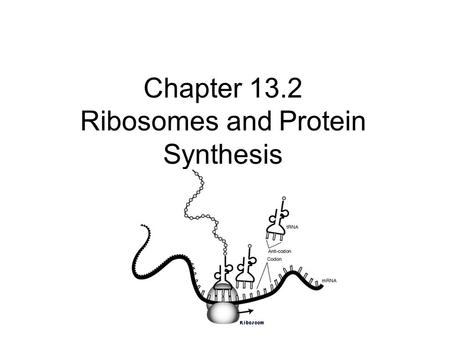 Chapter 13.2 Ribosomes and Protein Synthesis