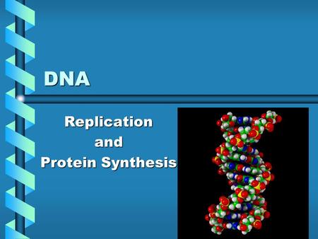 DNA Replicationand Protein Synthesis Central Dogma of Gene Expression.