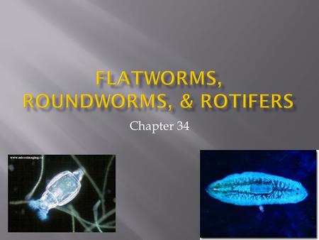Chapter 34. Section 34.1  3 germ layers – ectoderm, mesoderm, and endoderm  acoelomates  Bilateral symmetry  Anterior and posterior ends  Dorsal.