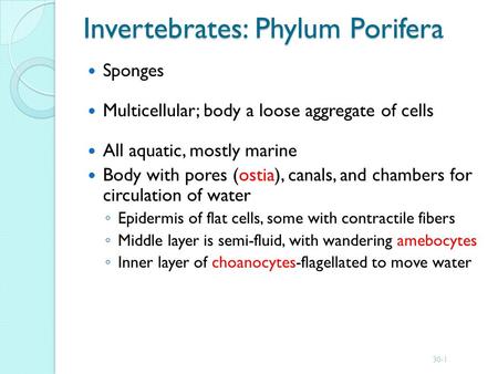 Invertebrates: Phylum Porifera