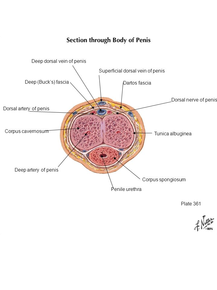dorsal Clitoris vein deep