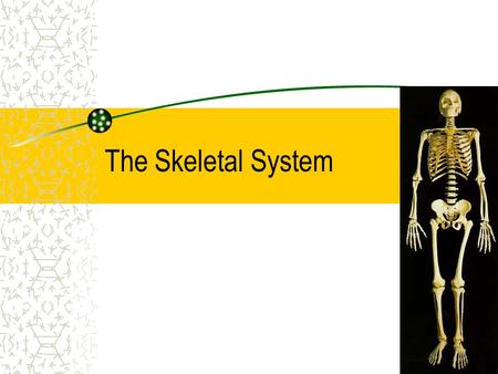 The Skeletal System. Functions: 1. Provides a supporting framework for your body. 2. Allows movement ( with help from muscular system).