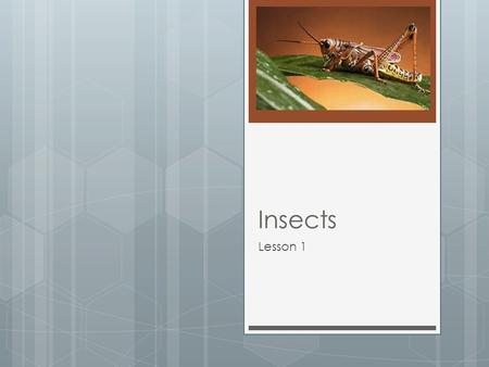 Insects Lesson 1. My Objectives  I can describe the characteristics of an insect using adjectives.  I can distinguish between insects and spiders using.
