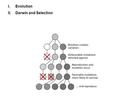 I.Evolution II.Darwin and Selection. A. Transitional Observations 1. ‘Artificial Selection’ and Domesticated Animals and Plants.