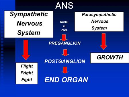 ANS Nuclei in CNS Sympathetic Nervous System Parasympathetic Nervous System PREGANGLION GROWTH POSTGANGLION END ORGAN Flight Fright Fight.