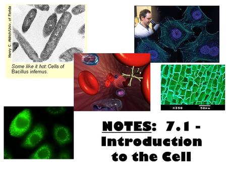 NOTES: 7.1 - Introduction to the Cell. 1.All living things are composed of 1 or more cells. 2.In organisms, cells are the basic unit of structure & function.