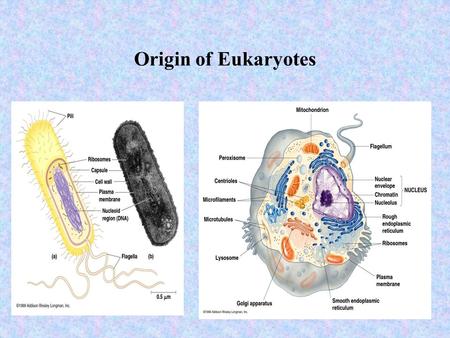 Origin of Eukaryotes. Prokaryotes No true nucleus No plastids Internal membrane systems are folds of plasma membrane True nucleus Specialized plastids.