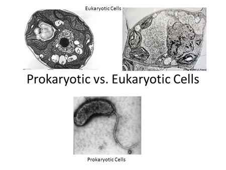 Prokaryotic vs. Eukaryotic Cells Eukaryotic Cells Prokaryotic Cells.